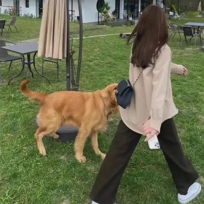 红项圈